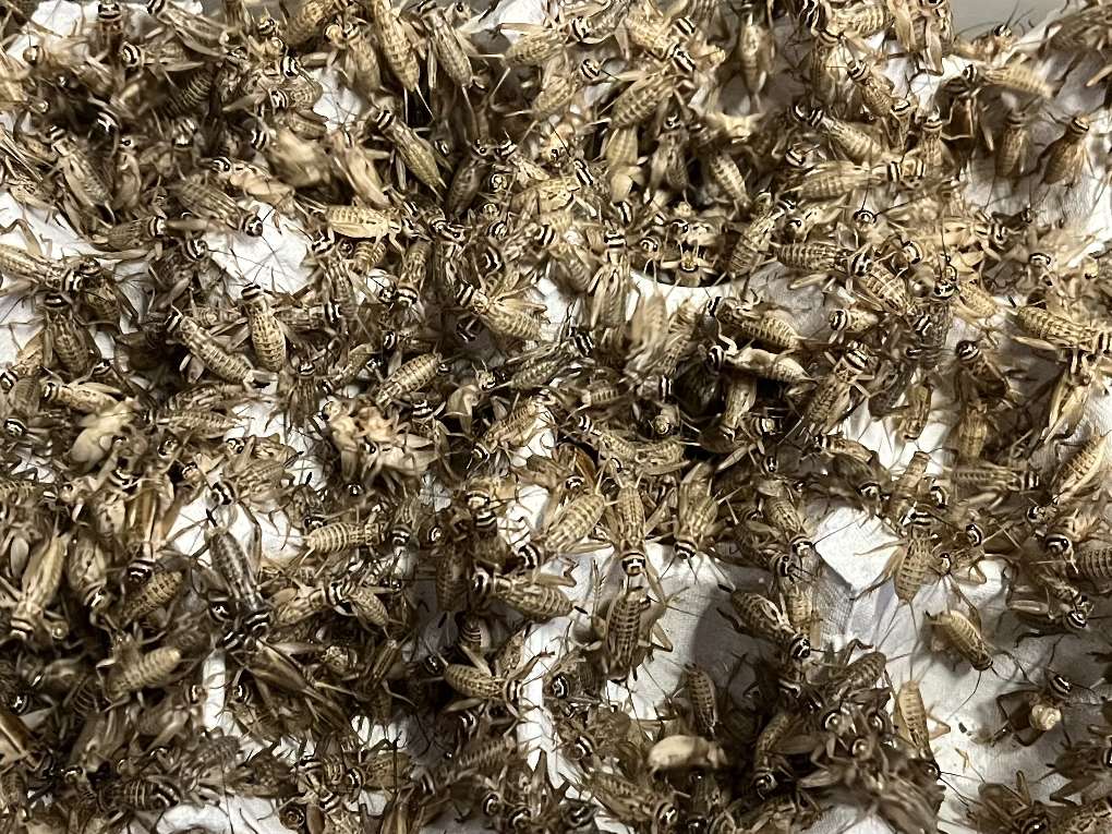 コオロギ ポロロッカ足柄