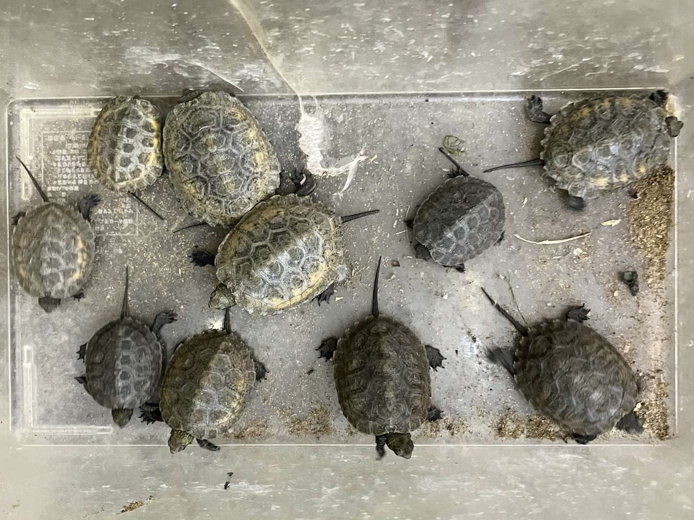 イシガメ ポロロッカ足柄