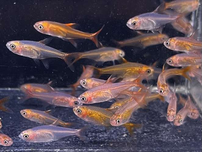 ファイヤーテトラ ポロロッカ足柄