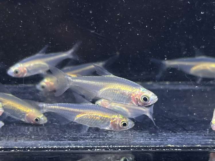 イエローコンゴテトラ ポロロッカ足柄