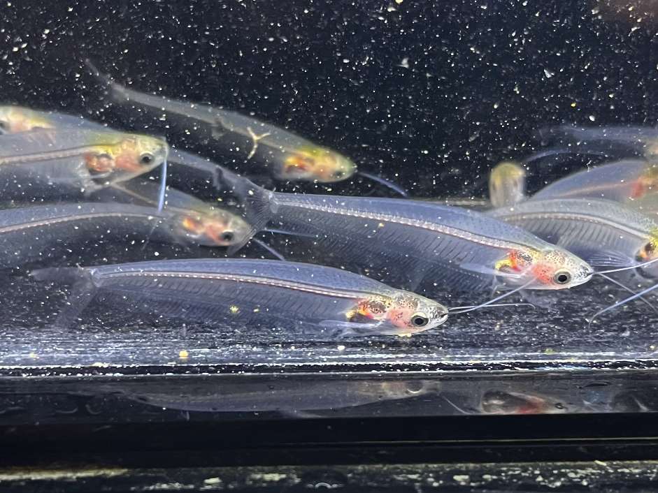 トランスルーセントグラスキャット ポロロッカ足柄