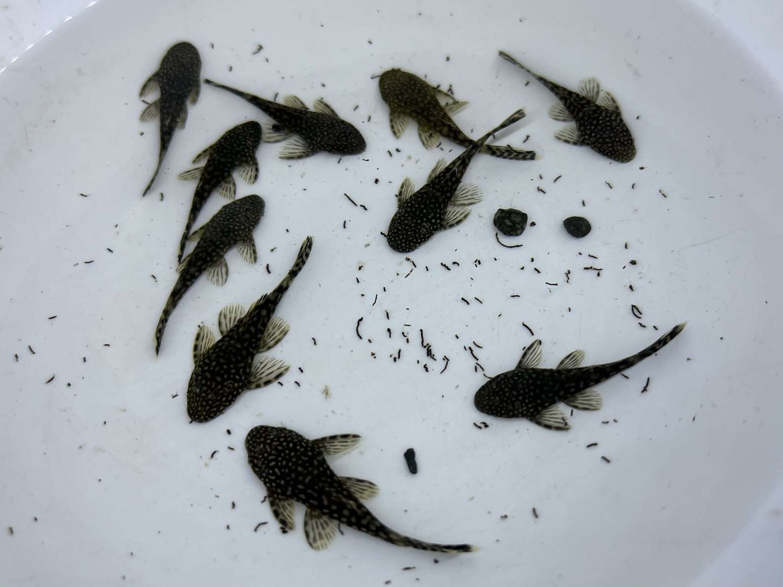 ミニブッシープレコ ポロロッカ足柄