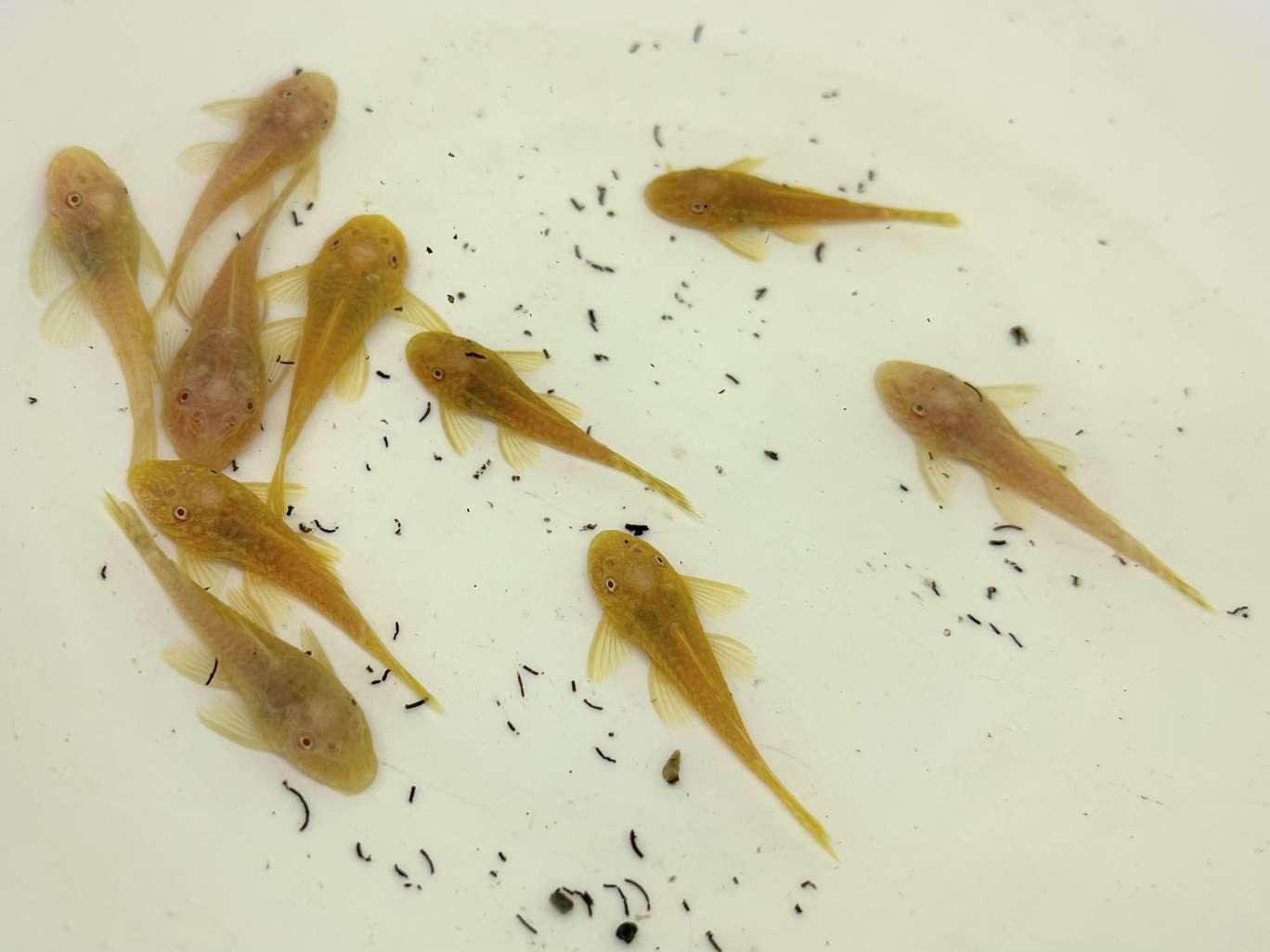 アルビノミニブッシープレコ ポロロッカ足柄