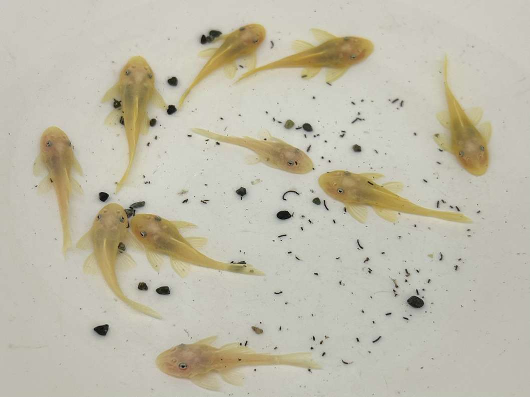 ブルーアイゴールデンブッシープレコ ポロロッカ足柄