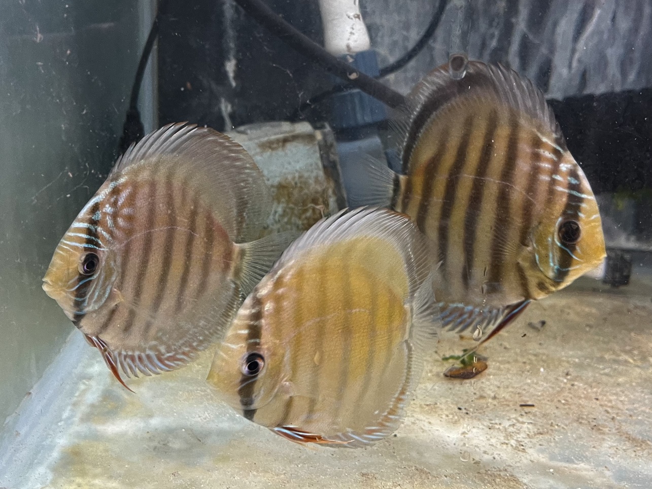 プルスブルーディスカス ポロロッカ足柄