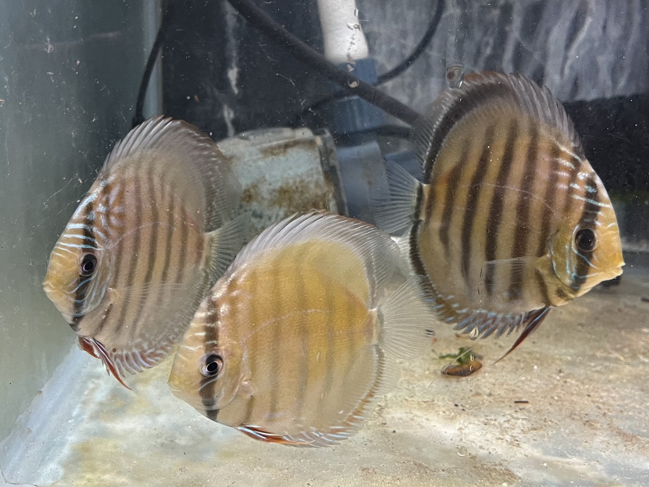 プルスブルーディスカス ポロロッカ足柄