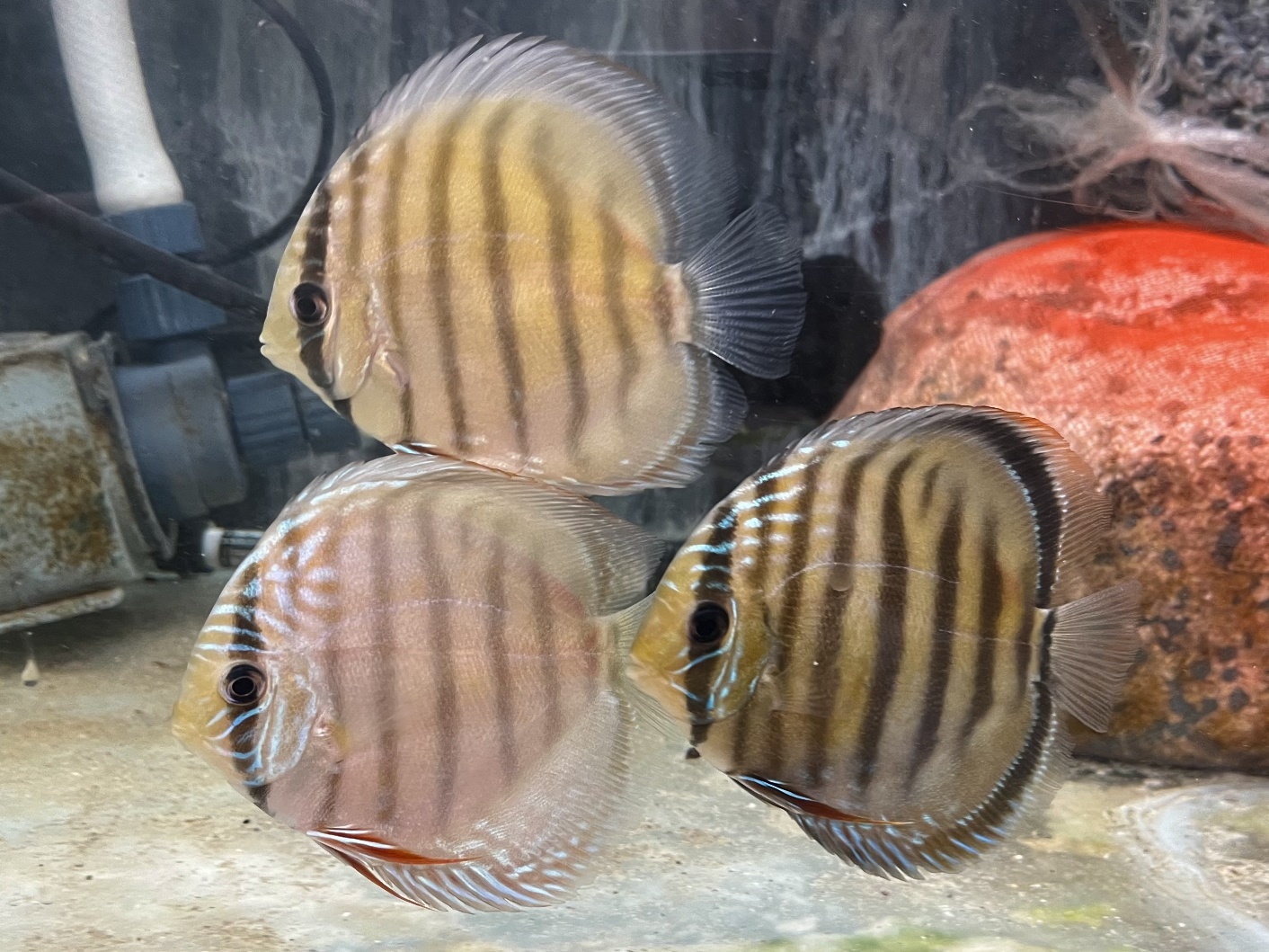 プルスブルーディスカス ポロロッカ足柄