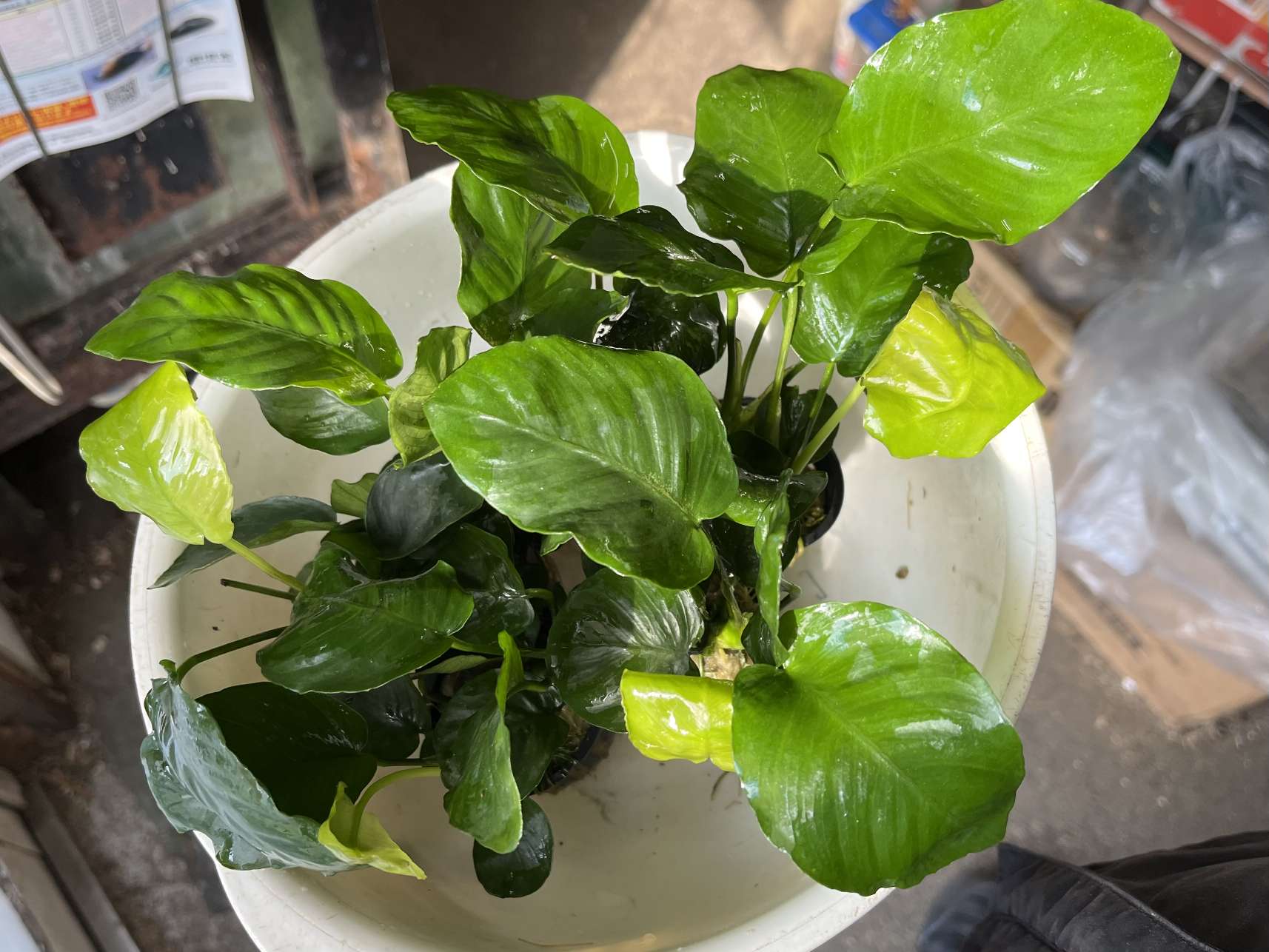 アヌビアス  バルテリー ポロロッカ足柄