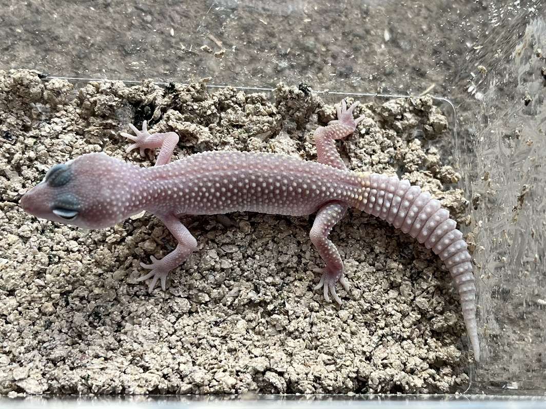 ヒョウモントカゲモドキ ポロロッカ足柄