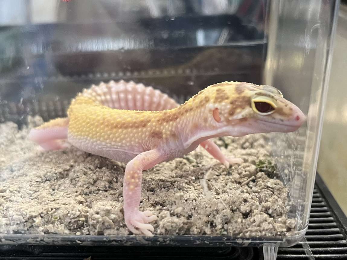 ヒョウモントカゲモドキ ポロロッカ足柄