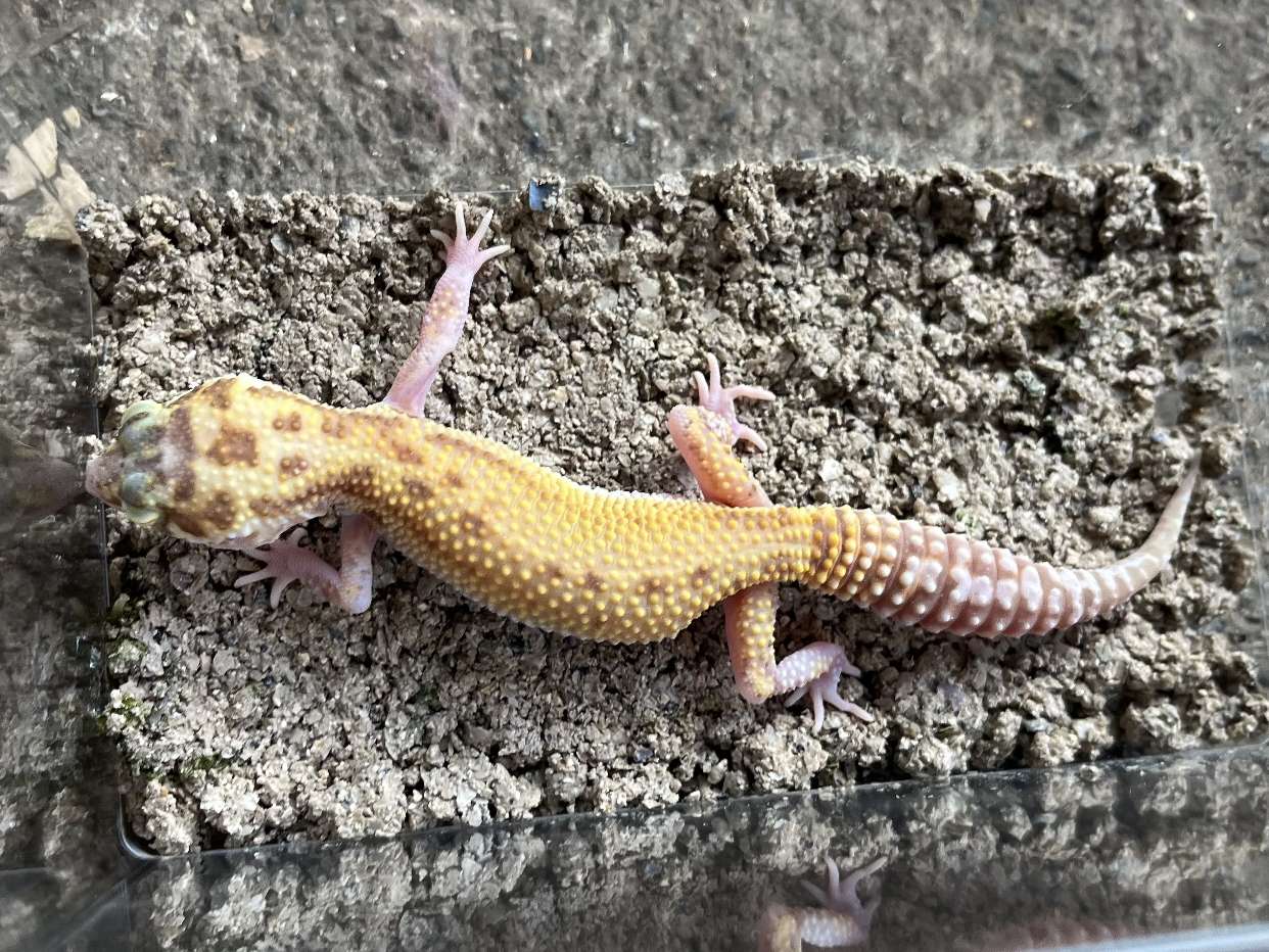 ヒョウモントカゲモドキ ポロロッカ足柄