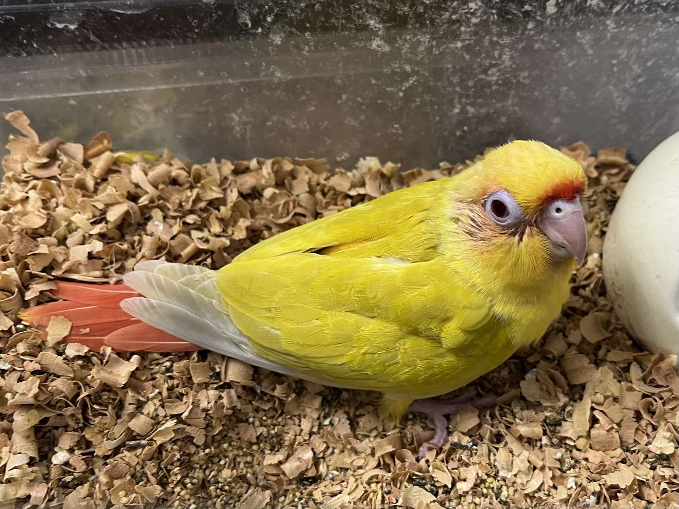 手乗りウロコインコ ポロロッカ足柄