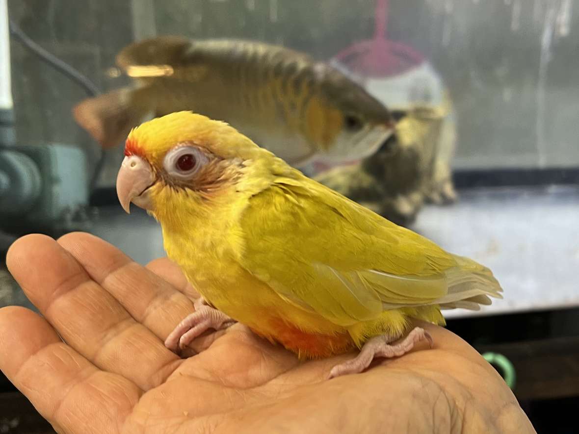 手乗りウロコインコ ポロロッカ足柄