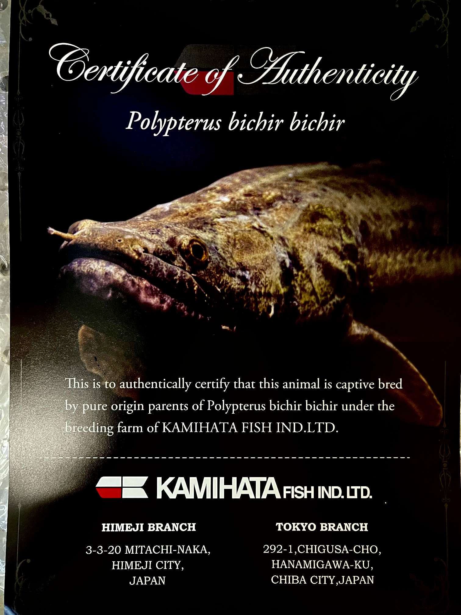 ポリプテルス ビキール ビキール ポロロッカ足柄