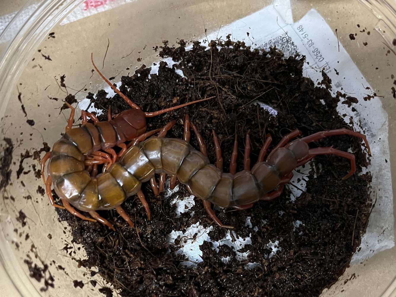 タイオオムカデ ポロロッカ足柄