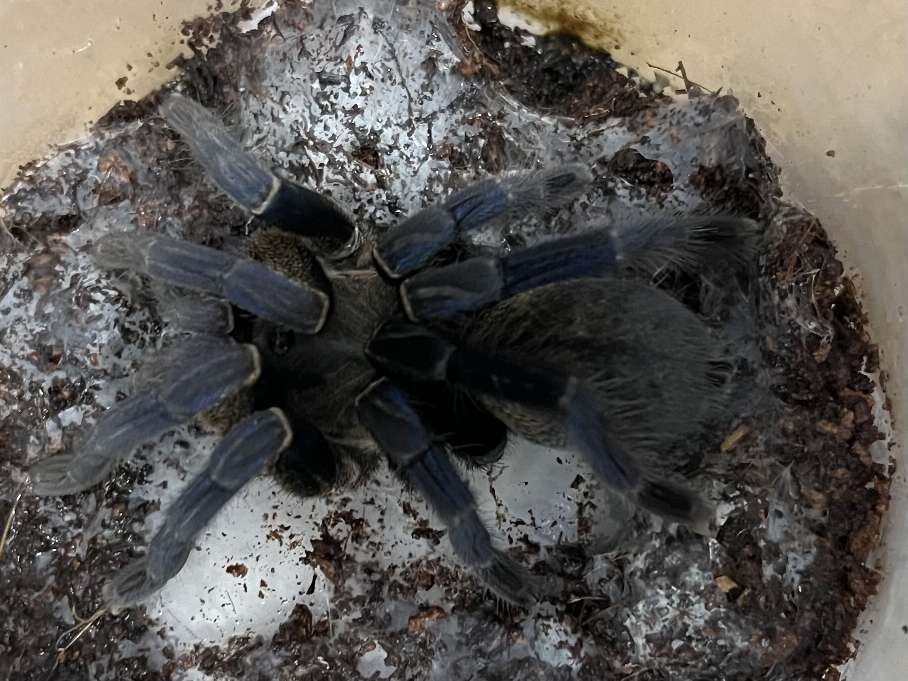 コバルトブルータランチュラ ポロロッカ足柄