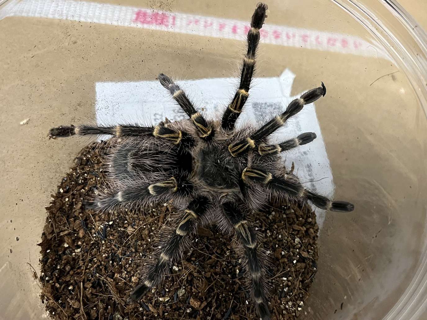 タイジャイアントゴールデンストライプニータランチュラ ポロロッカ足柄