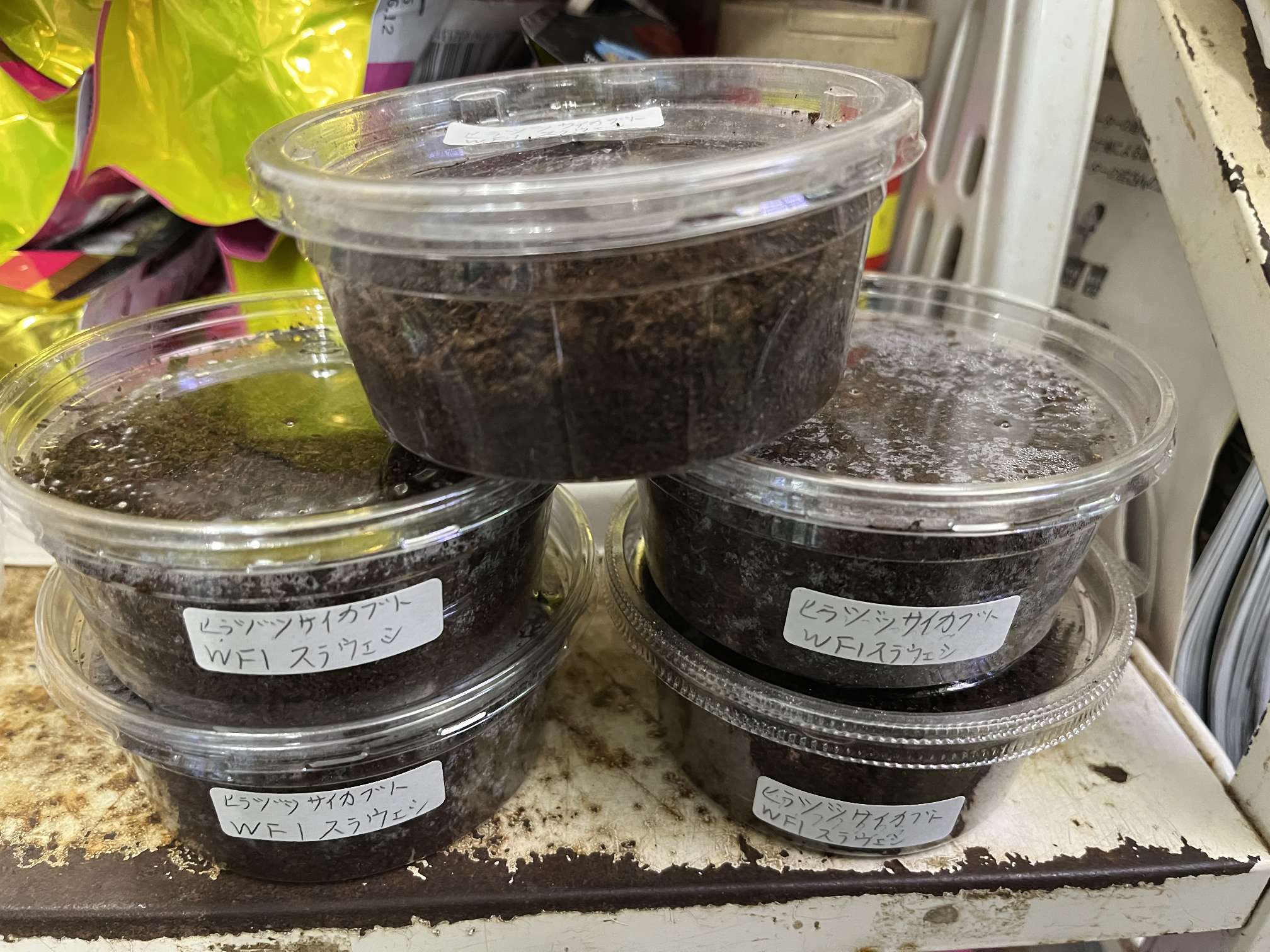 ヒラズツサイカブト 幼虫 ポロロッカ足柄