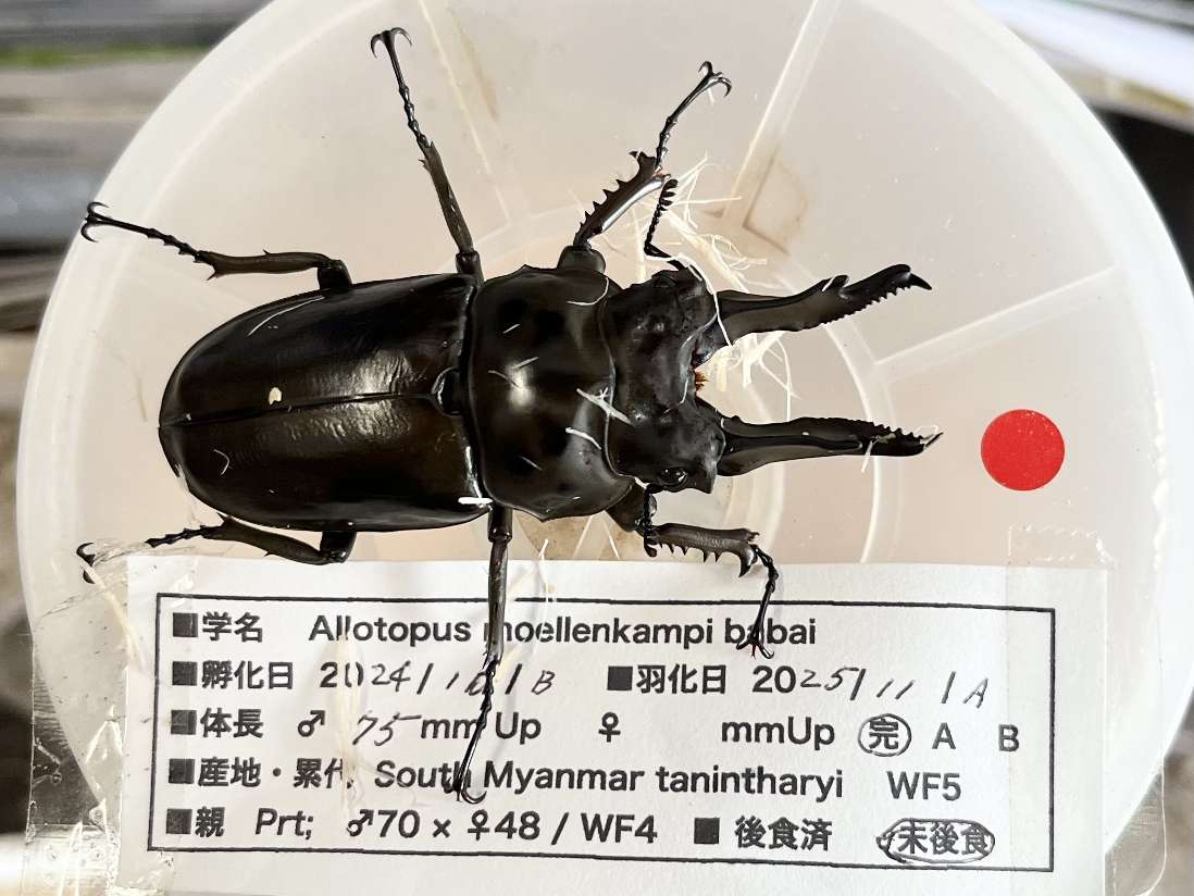 ババオウゴンオニクワガタ ポロロッカ足柄