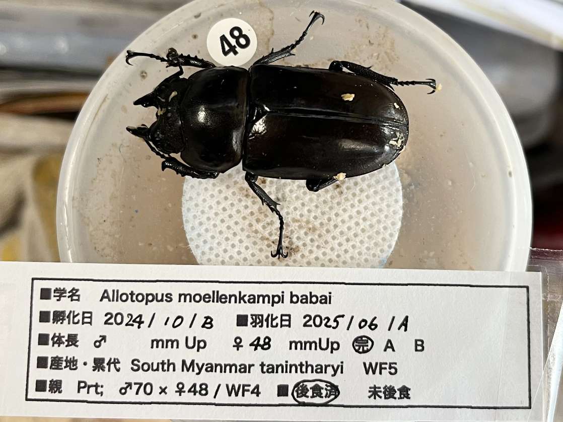 ババオウゴンオニクワガタ ポロロッカ足柄