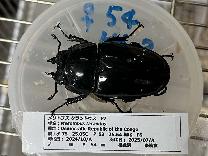 タランドゥスオオツヤクワガタ ポロロッカ足柄