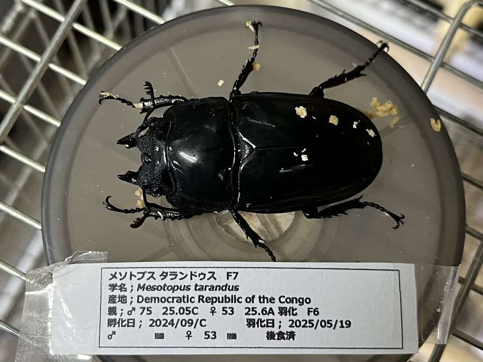 タランドゥスオオツヤクワガタ ポロロッカ足柄