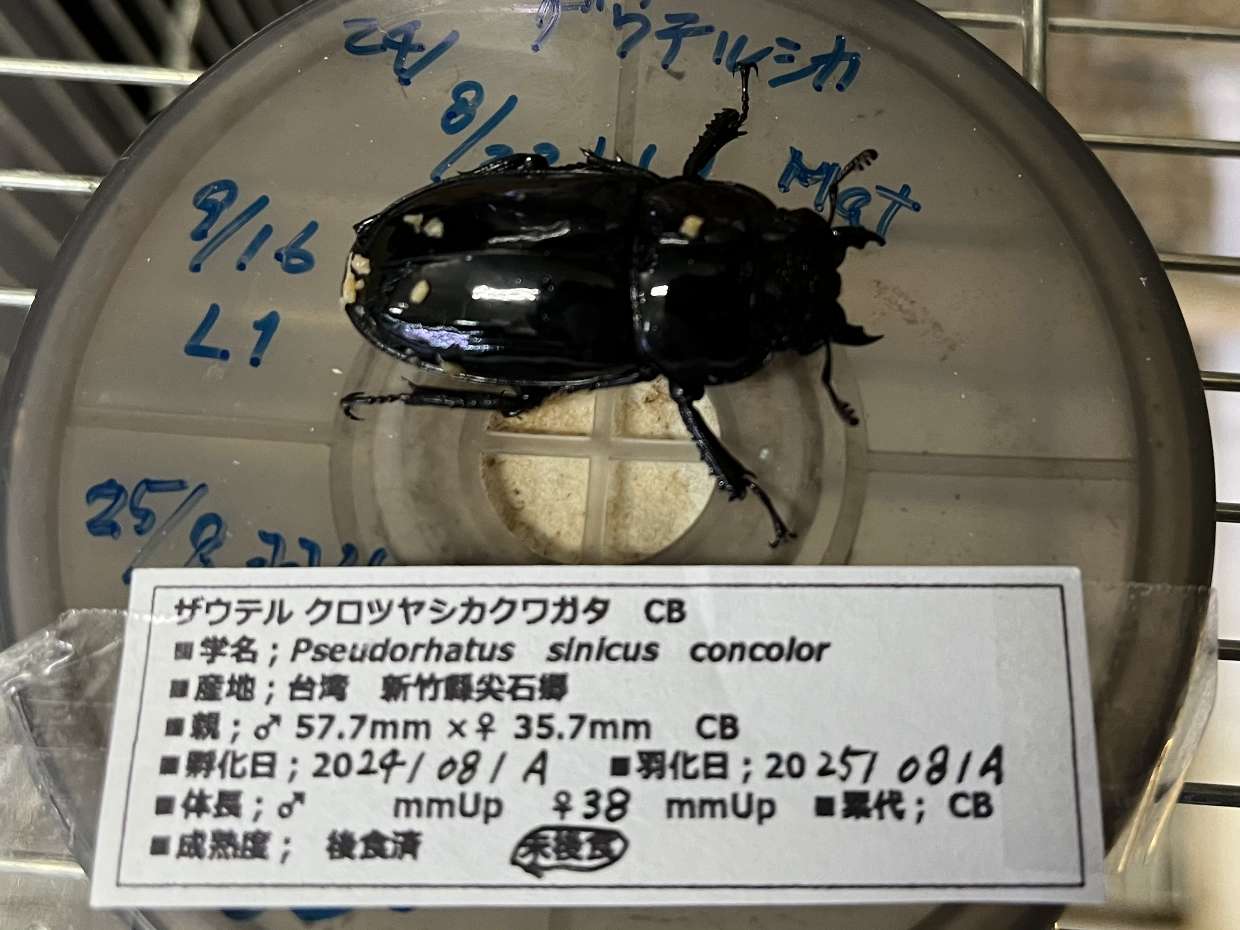 ザウテルクロツヤシカクワガタ ポロロッカ足柄