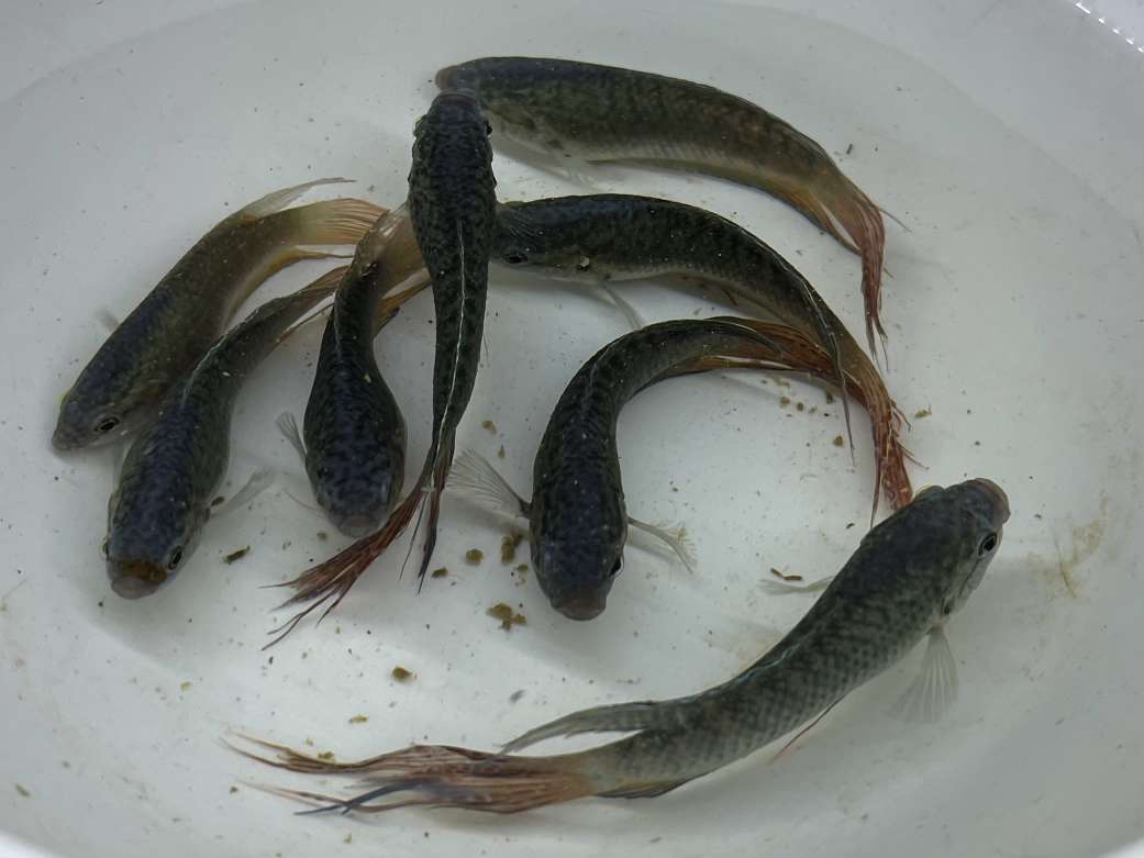 タイワンキンギョ ポロロッカ足柄