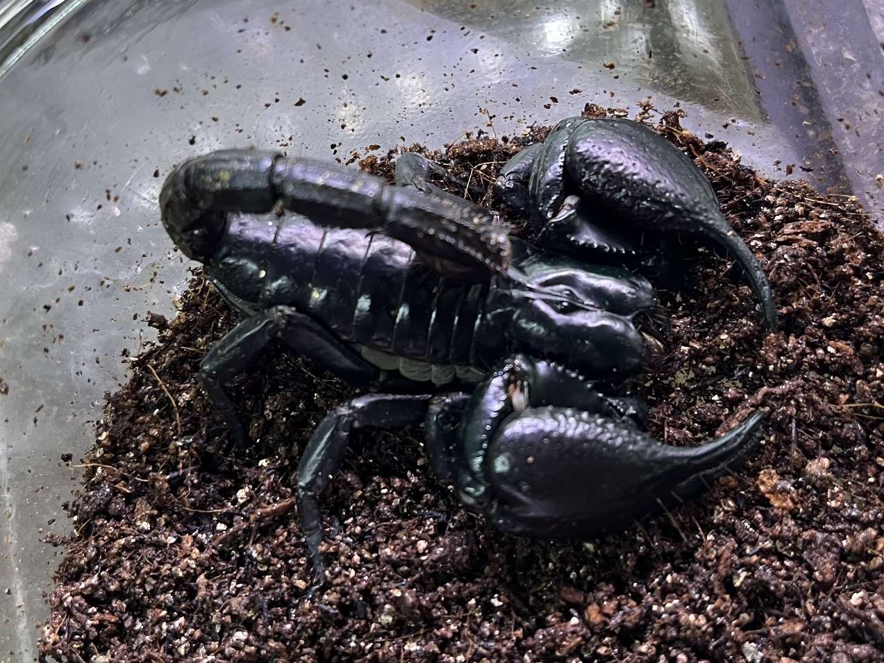 チャグロサソリ ポロロッカ足柄