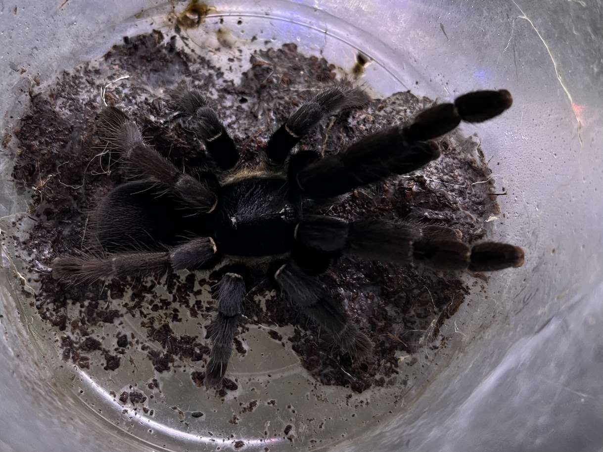 ラノーンブルータランチュラ ポロロッカ足柄