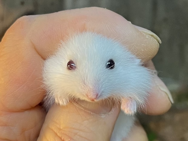 ジャンガリアンハムスター ポロロッカ足柄