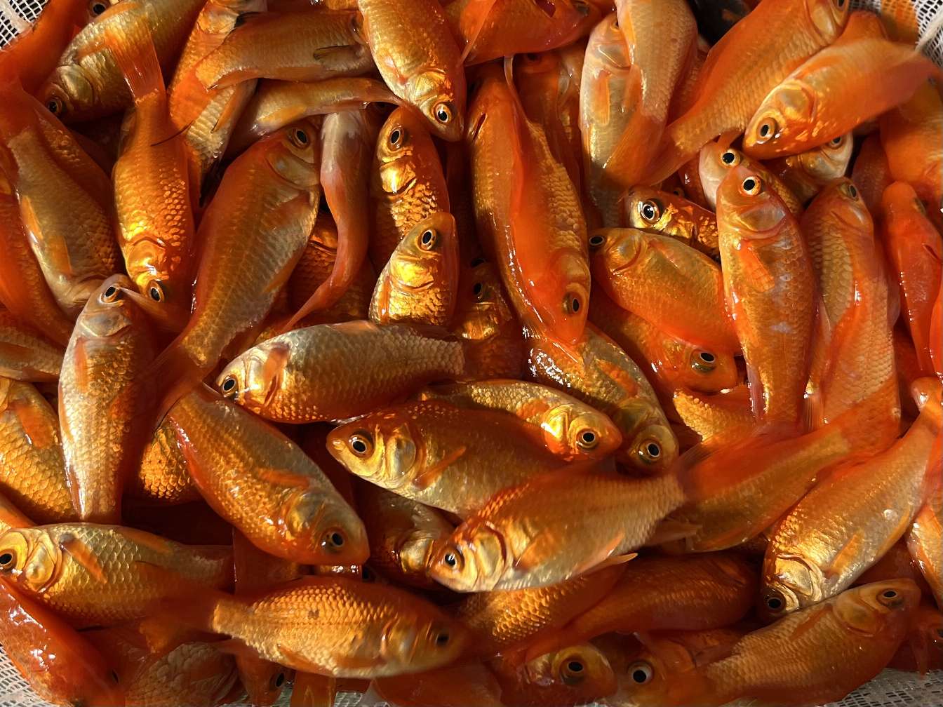 小赤、姉 ポロロッカ足柄