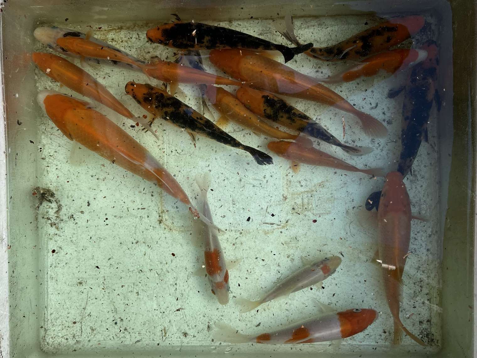 錦鯉 ポロロッカ足柄