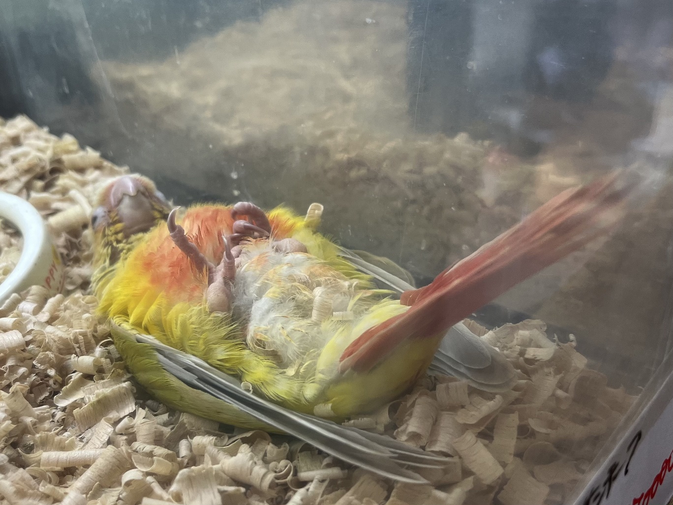 手乗りウロコインコ ポロロッカ足柄