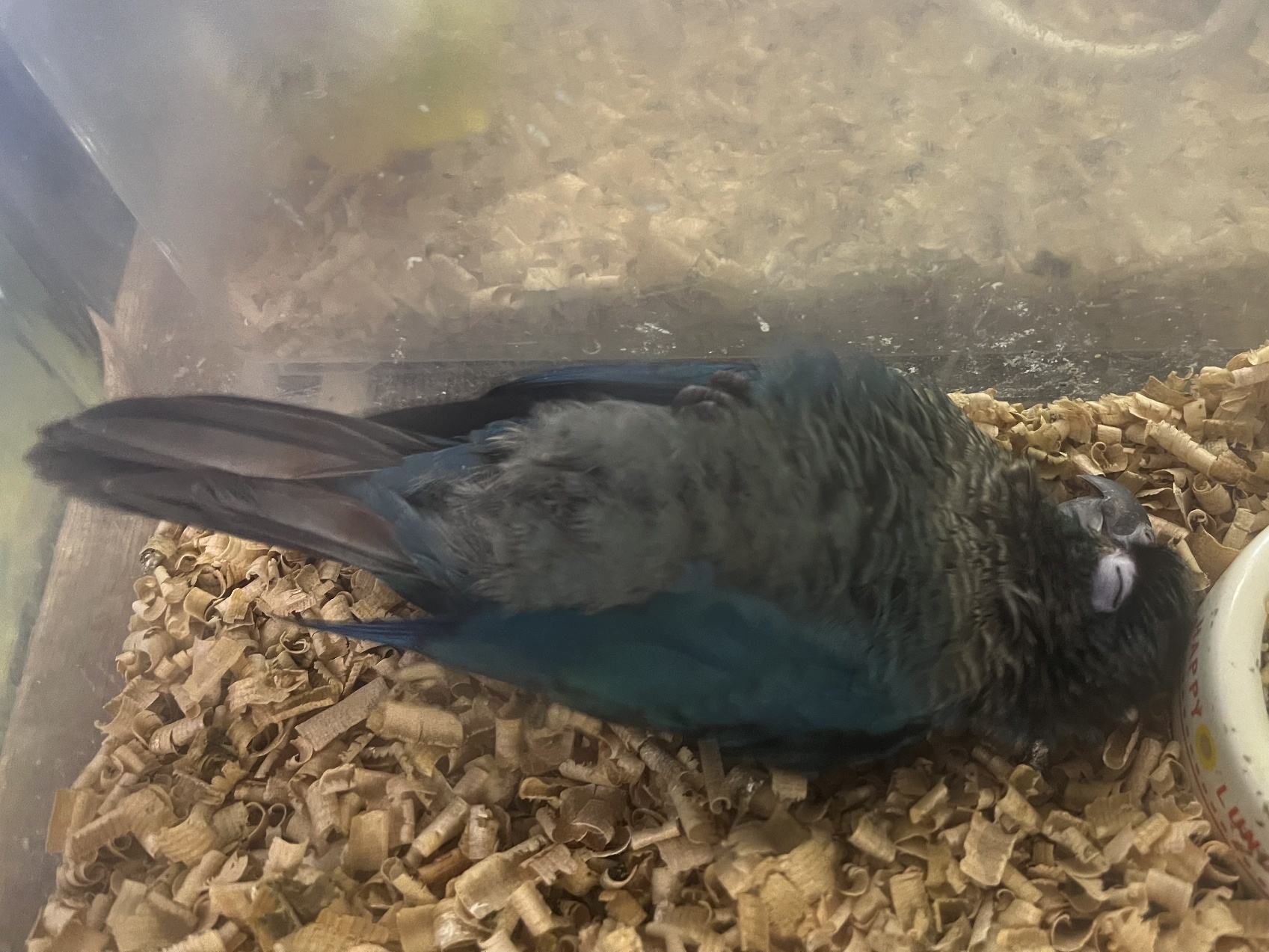 手乗りウロコインコ ポロロッカ足柄