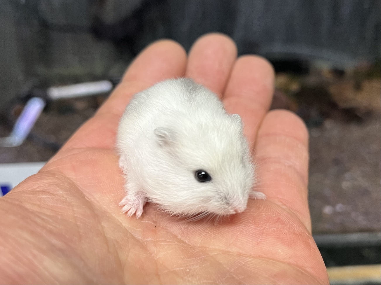 ジャンガリアンハムスター ポロロッカ足柄