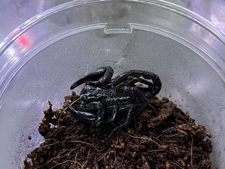 チャグロサソリ ポロロッカ足柄