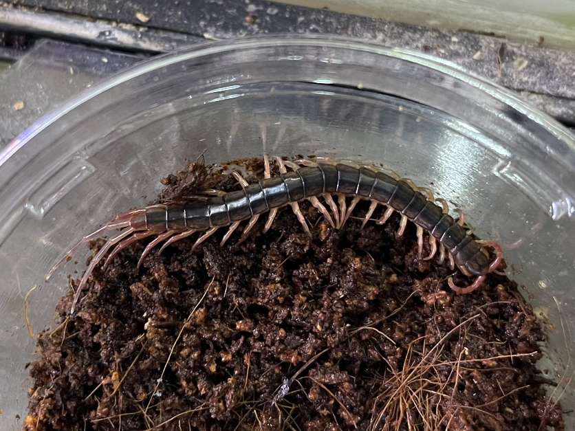 リシダムカデ ポロロッカ足柄