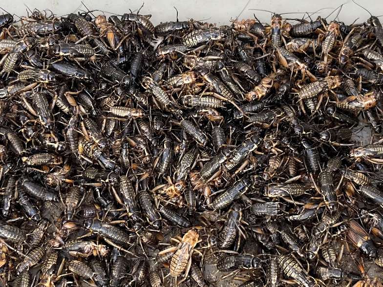 コオロギ ポロロッカ足柄