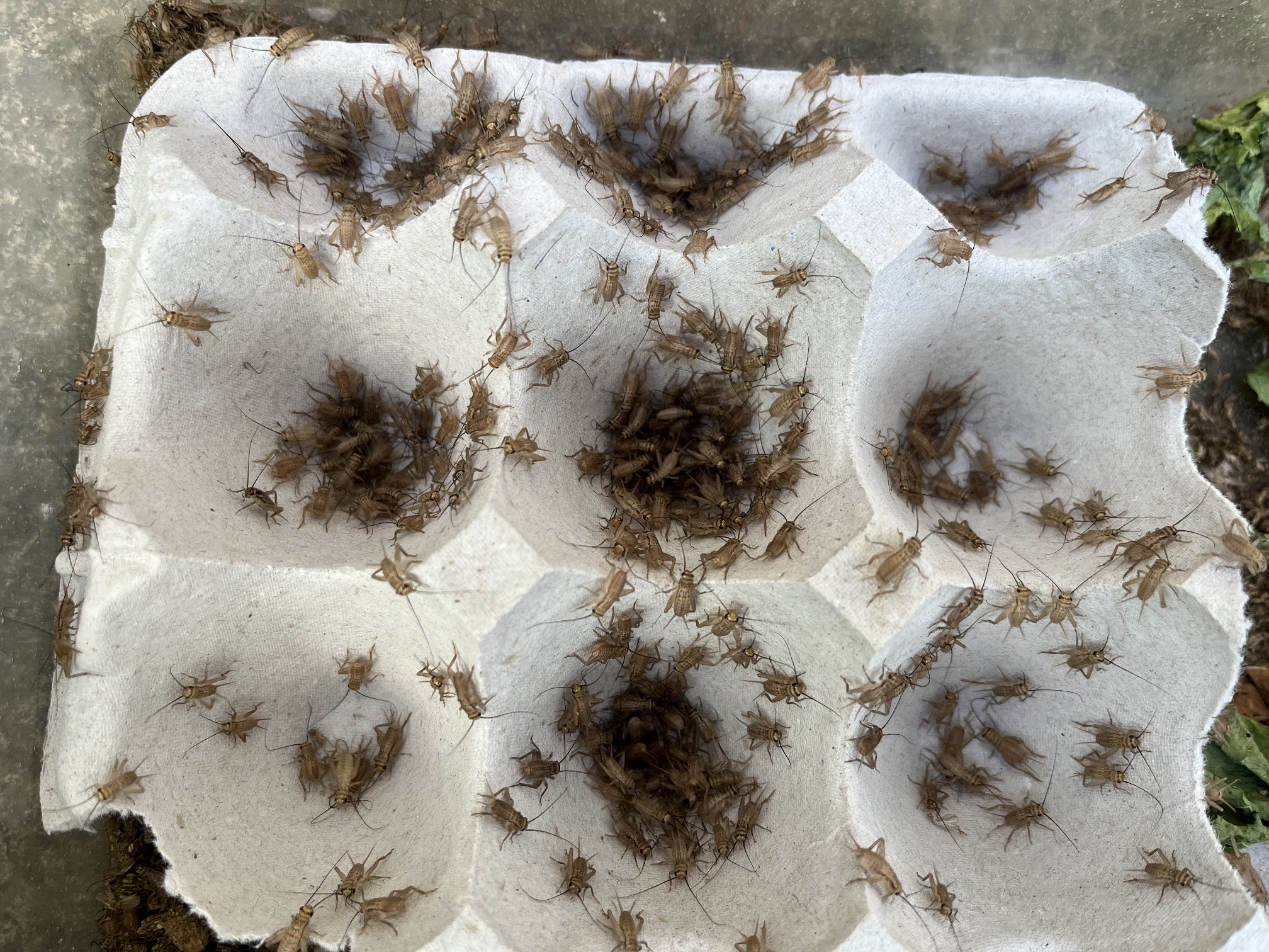 コオロギ ポロロッカ足柄