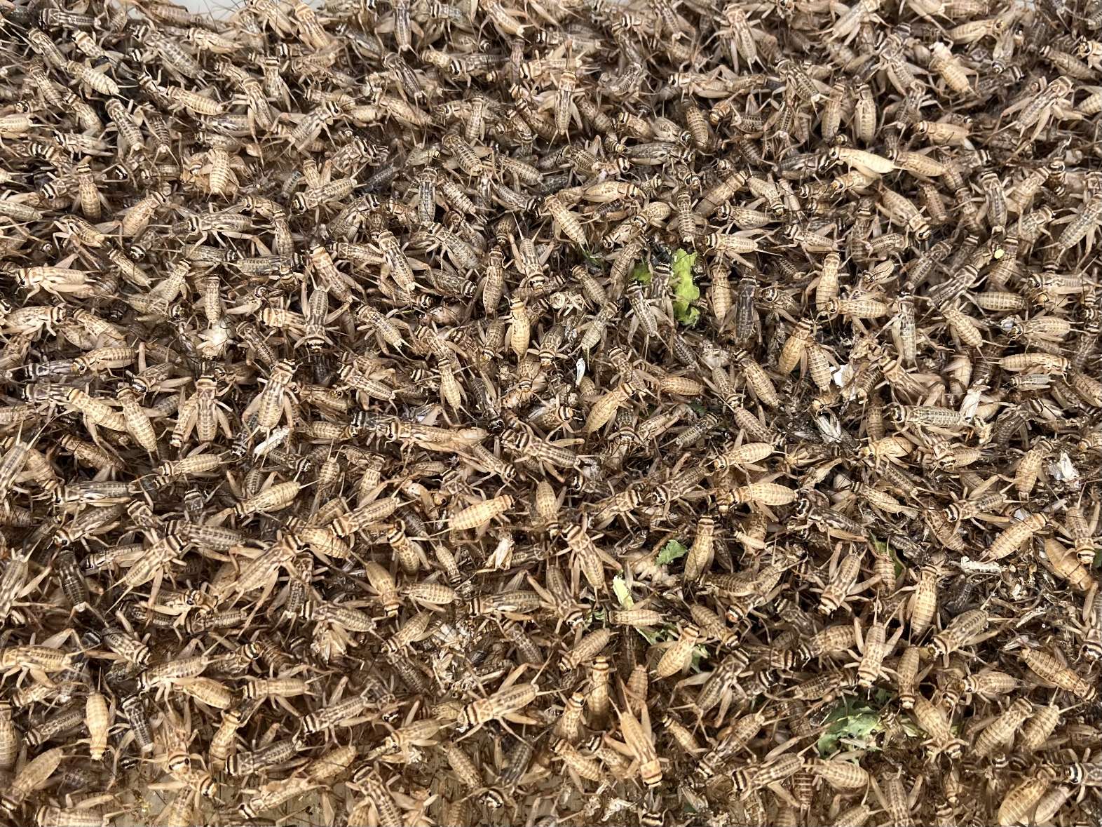 コオロギ ポロロッカ足柄