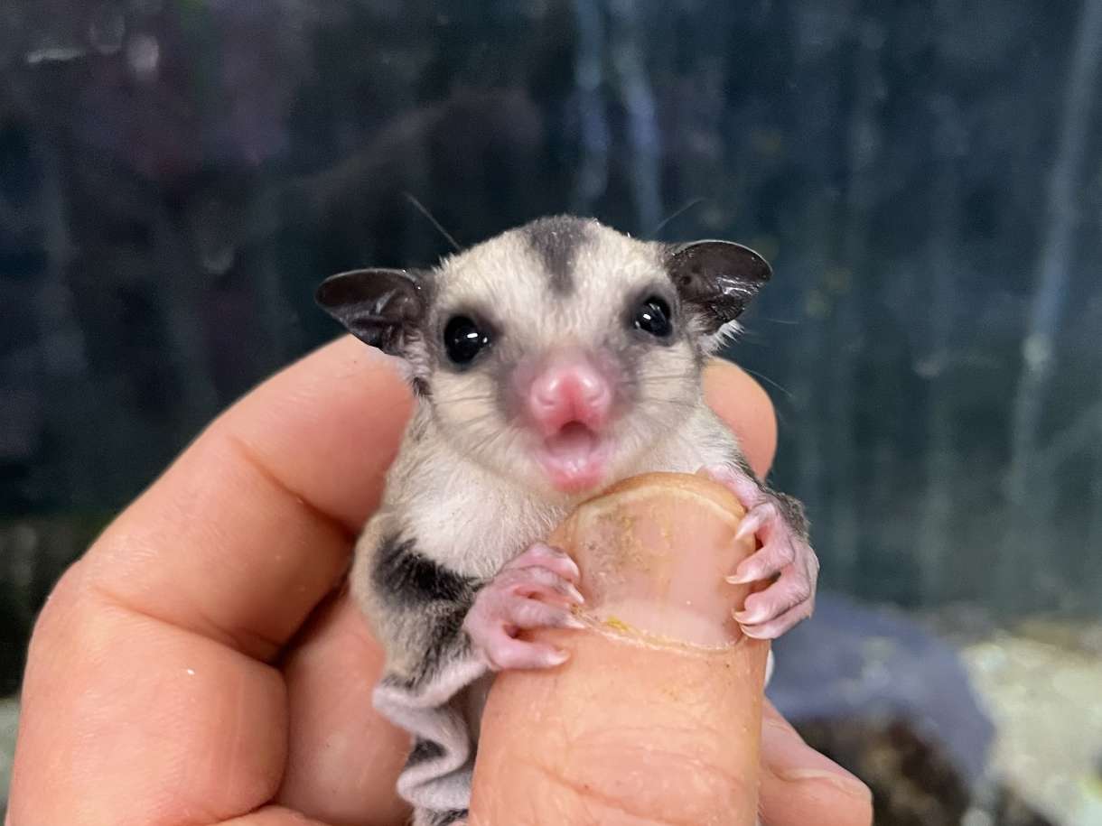 フクロモモンガ ポロロッカ足柄