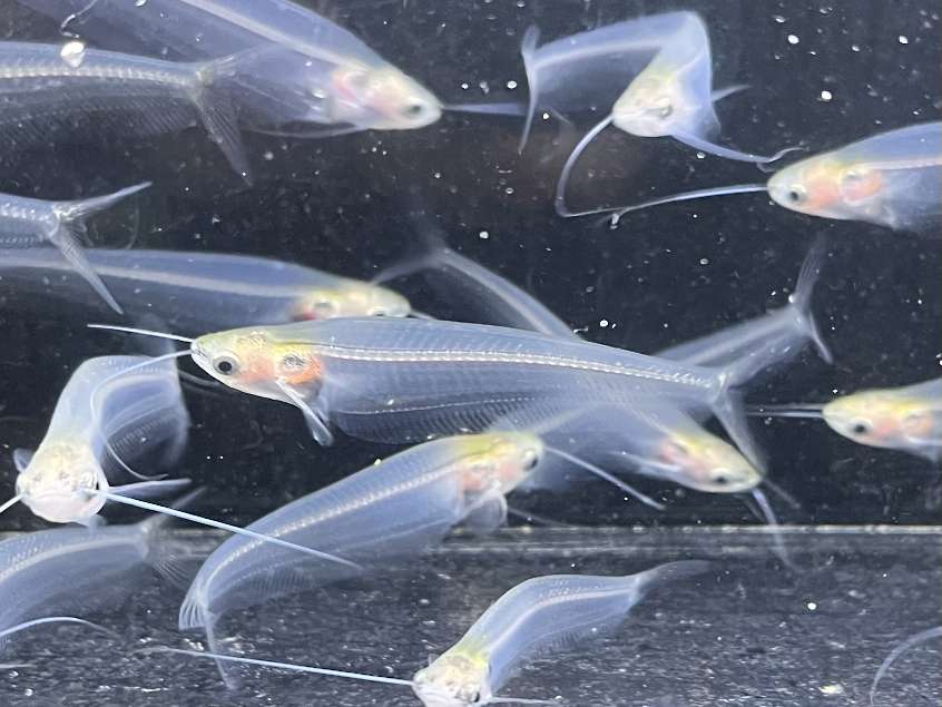 トランスルーセントグラスキャット ポロロッカ足柄