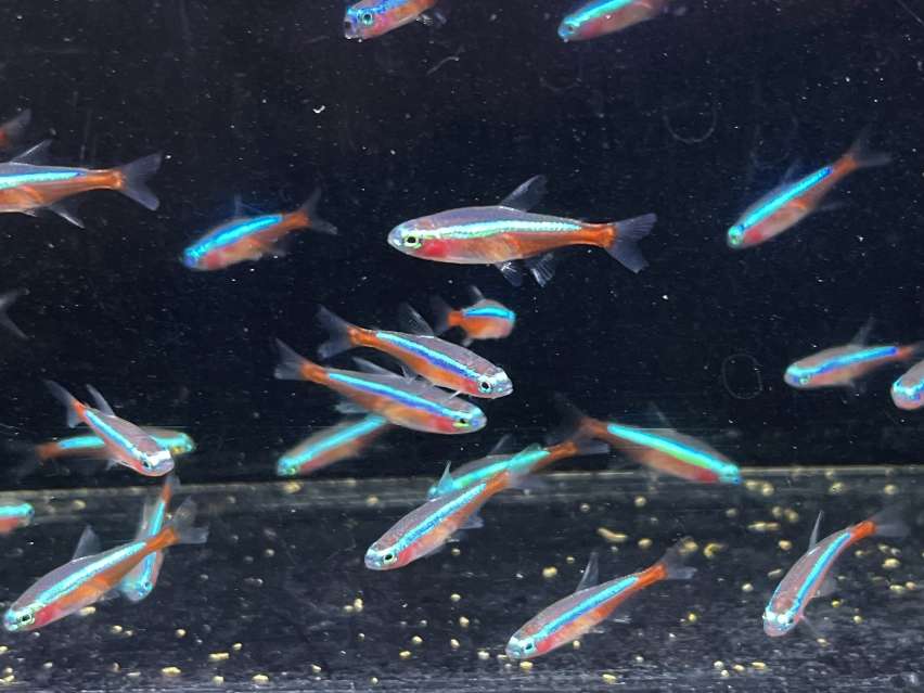 カージナルテトラ ポロロッカ足柄