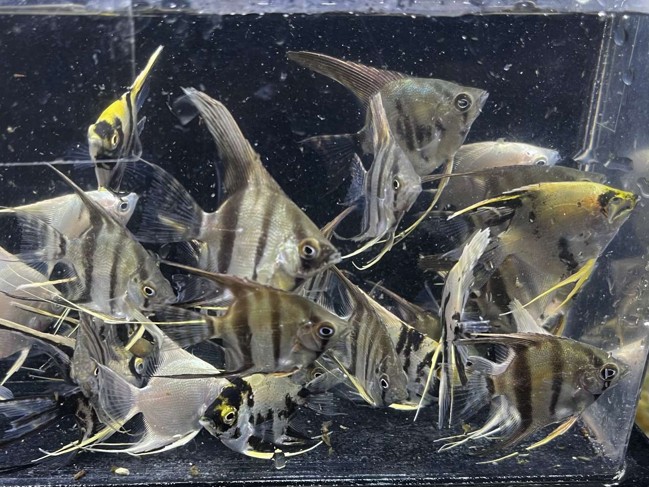 ミックスエンゼルフィッシュ ポロロッカ足柄