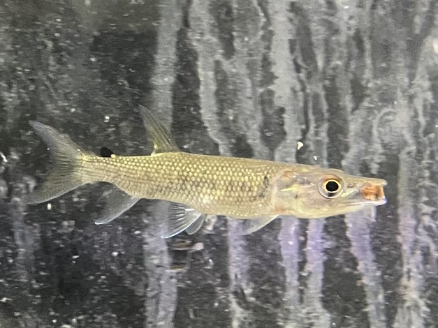 アフリカンパイクカラシン ポロロッカ足柄