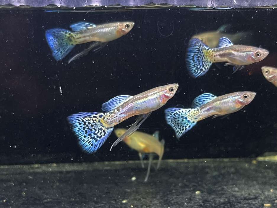 国産グッピー ポロロッカ足柄