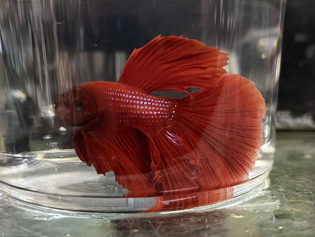 スーパーデルタテールベタ♂ ポロロッカ足柄