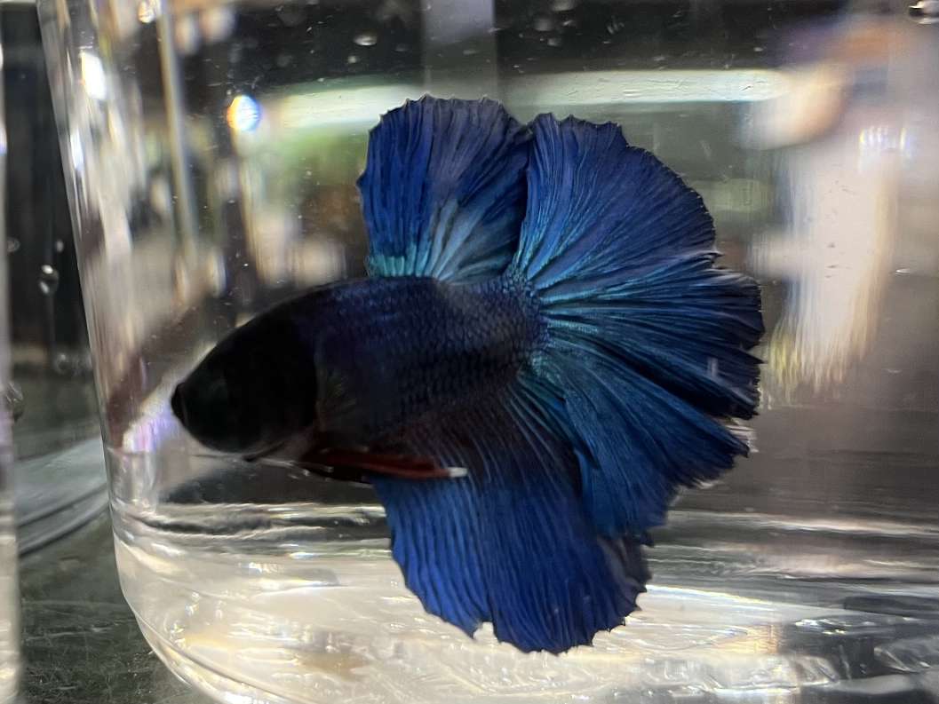 スーパーデルタテールベタ♂ ポロロッカ足柄