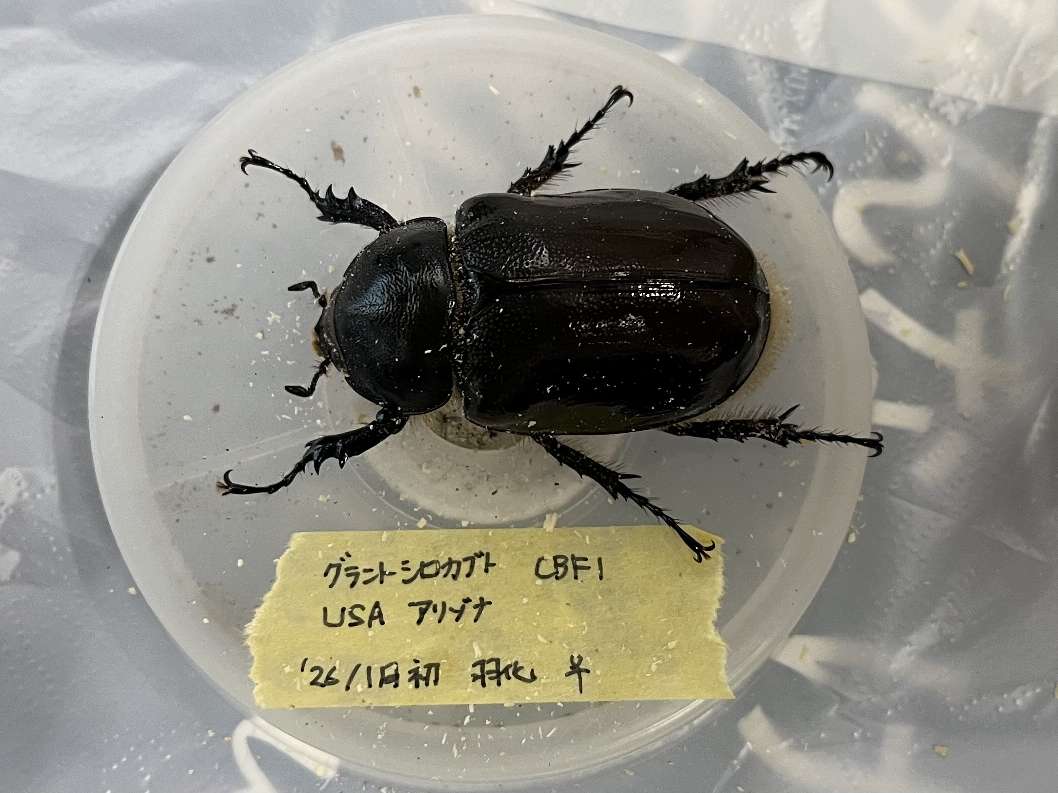 グラントシロカブト ポロロッカ足柄